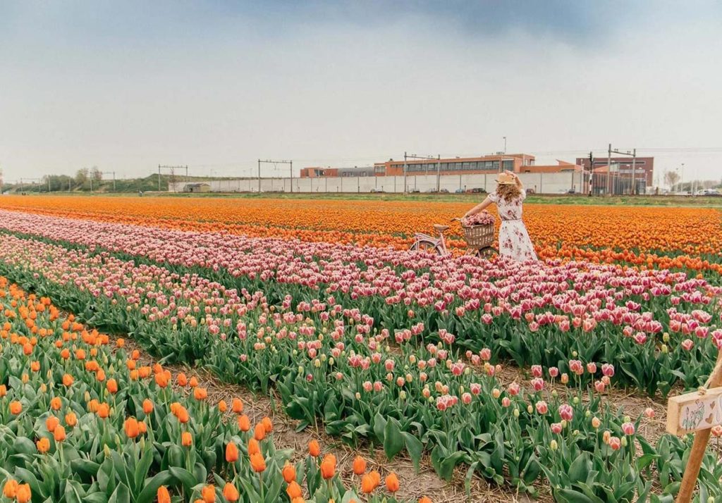 This is the Best Time to See Tulips at Keukenhof